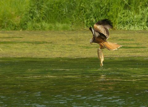 partie de peche du milan royal